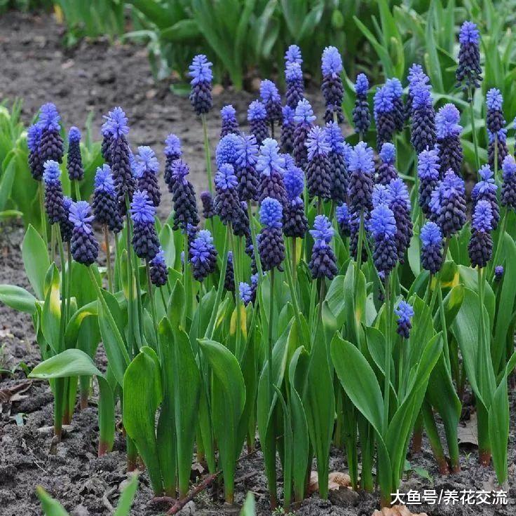 春天开花的8种花卉, 阳台变得五彩缤纷, 你种了哪几种呢?