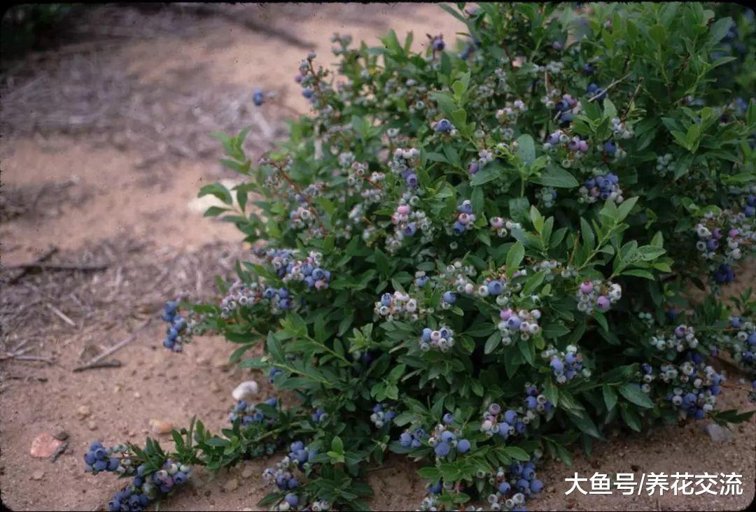 你那里适合栽种哪种蓝莓, 让盆栽蓝莓每年都能结果的技巧