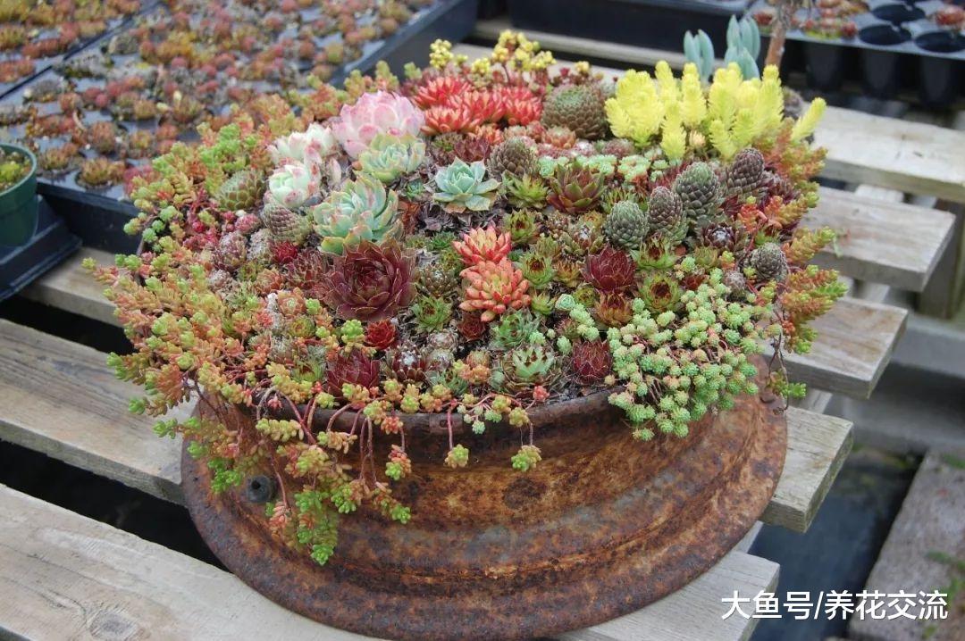 栽种在花盆里面的多肉怎么养才能变色, 要注意什么技巧?