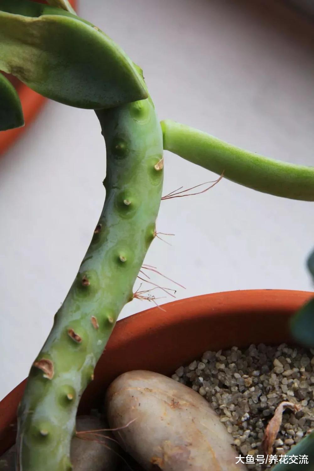 用这些方法养护盆栽多肉, 可以让它们一直活着