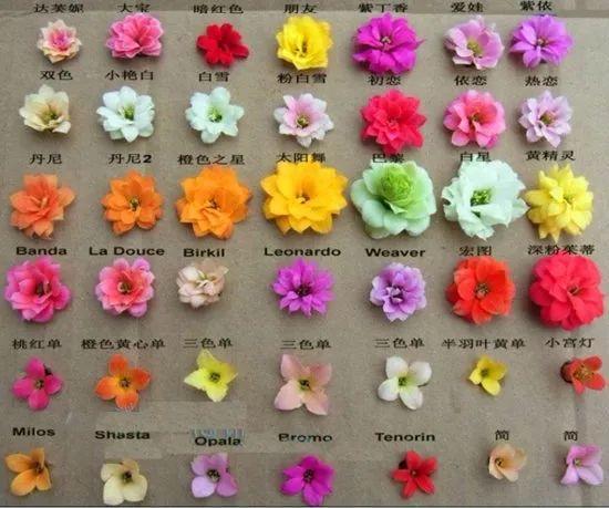50种长寿花, 个个是极品, 看一眼就“入坑”!