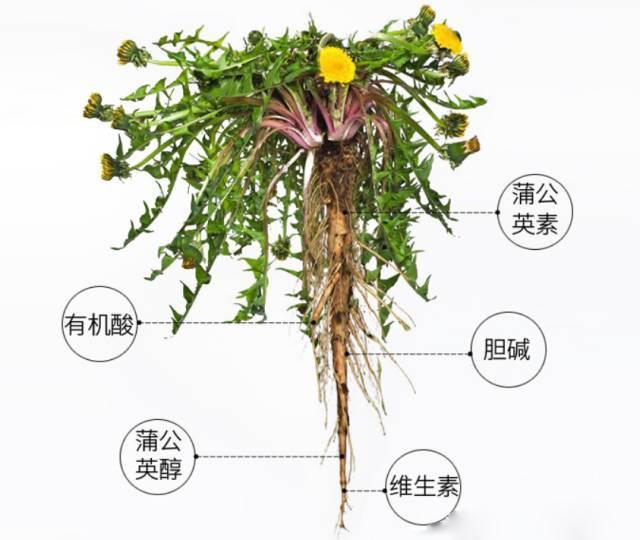 这几个典型症状一出现, 说明已得痛风, 平常吃它, 痛风去得快!