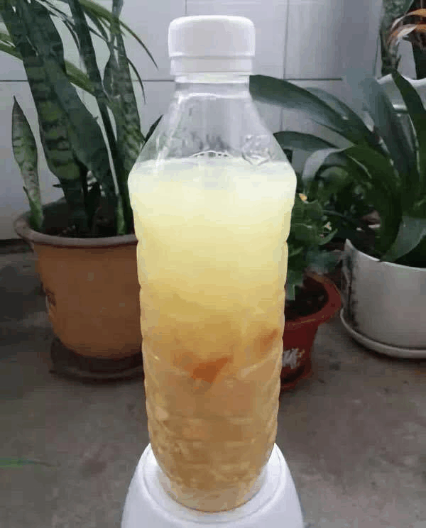 秋天给绿萝“喂”点这种水, 枝条密了, 叶片更是绿油油