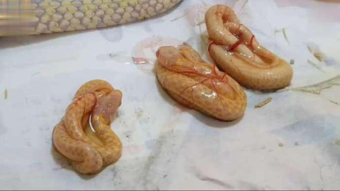 男子看到自己得宠物金钱蟒, 呆在角落一动不动, 接下来的一幕让他怀疑