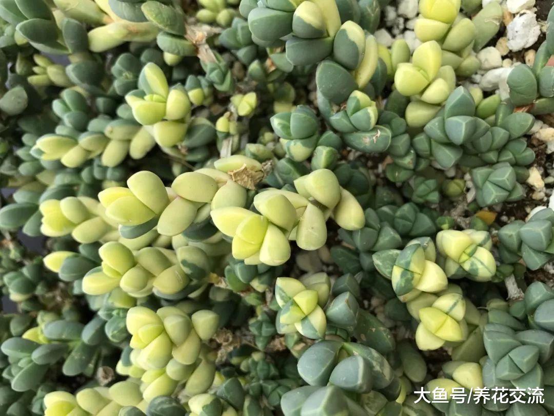 长得像鹿角一样的多肉植物, 还能开出淡黄色的小花