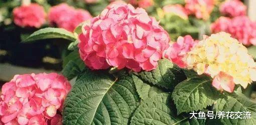 阴凉的院子里适合种这7种开花植物, 一点点散射光就能孕育花朵