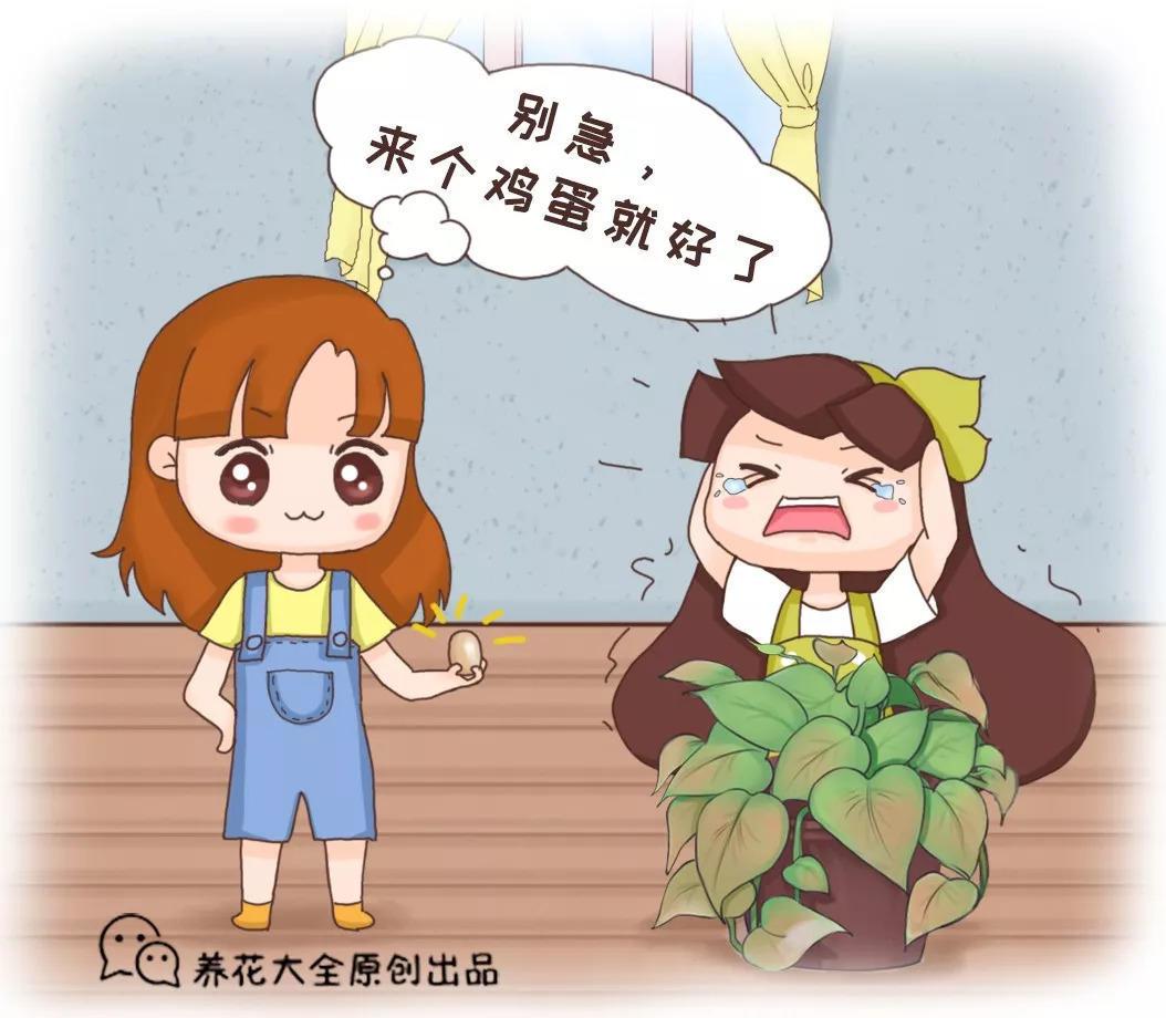 鸡蛋的这8个妙用, 啥花都能养的好, 还花钱买什么肥料!