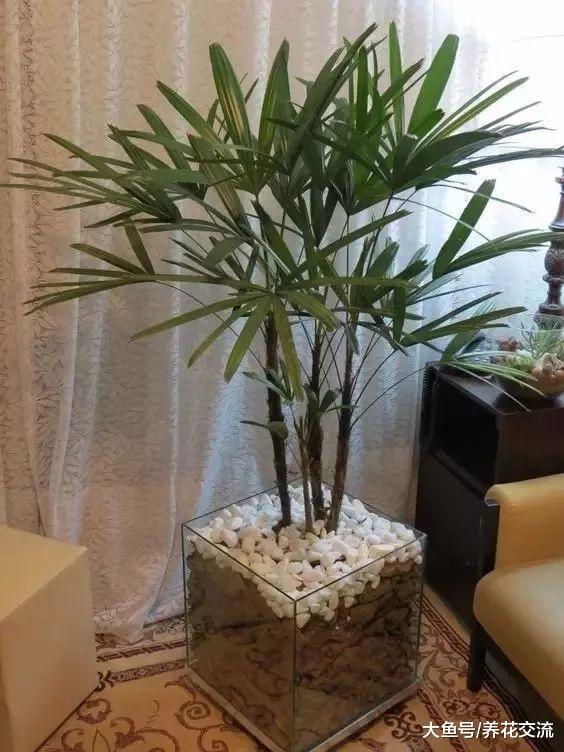 5种净化空气非常好的盆栽植物, 养在室内能改善空气质量