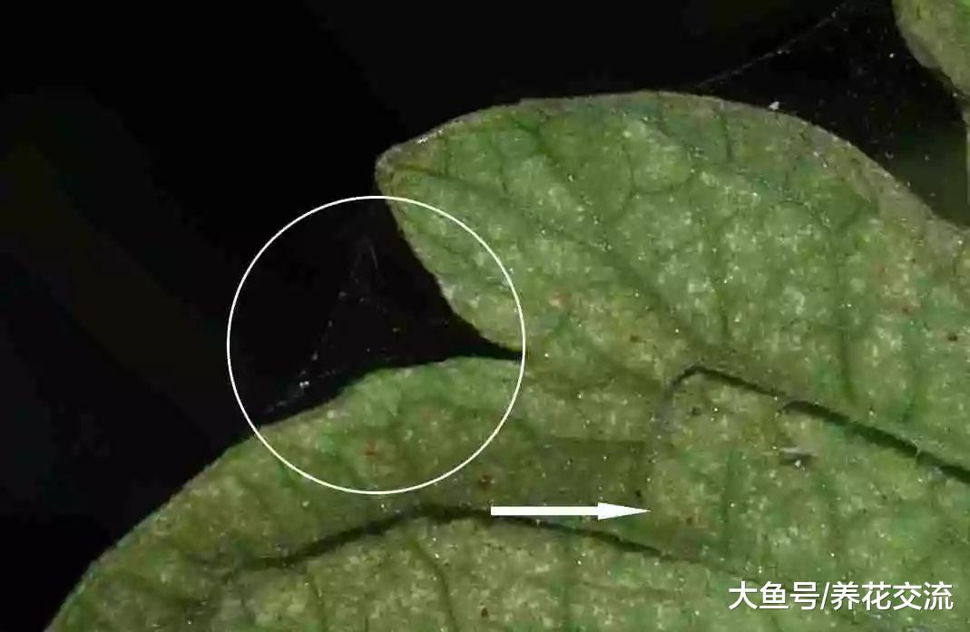 家里养的植物很容易感染红蜘蛛, 可以用这些方法防治