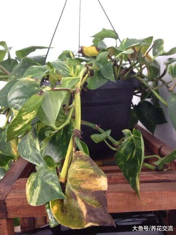 常见的几种室内盆栽植物烂根, 用这种方法处理很快能恢复健康