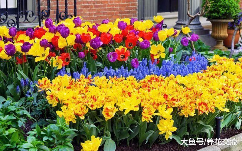 12个颜色爆炸的庭院花卉搭配, 种上这些植物就足够了