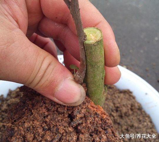 想让茶花长得壮, 那就用嫁接, 简单易操作!