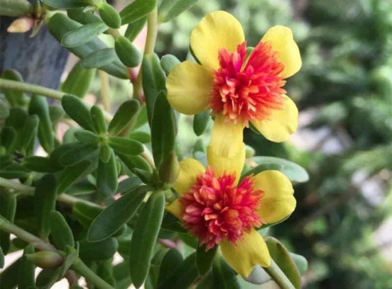 这些花不怕热, 越晒开的花越多, 养在家里能开一夏天!