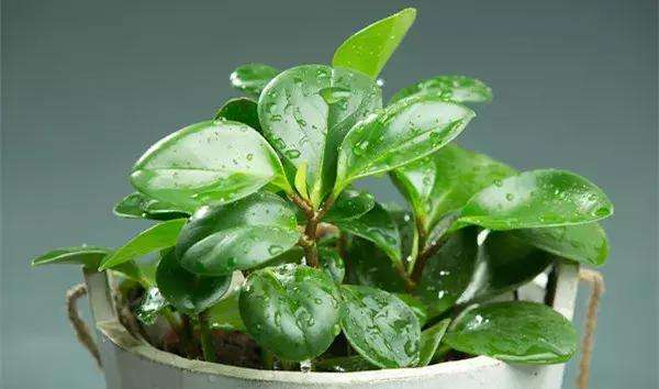 这“3种”水是“复活水”, 给花喝上点, 黄叶烂根通通消失!