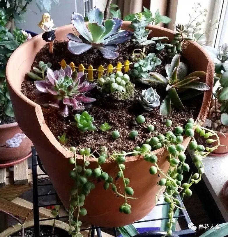 还在买花盆? 她拿破盆养花种肉, 比卖的还要好看!