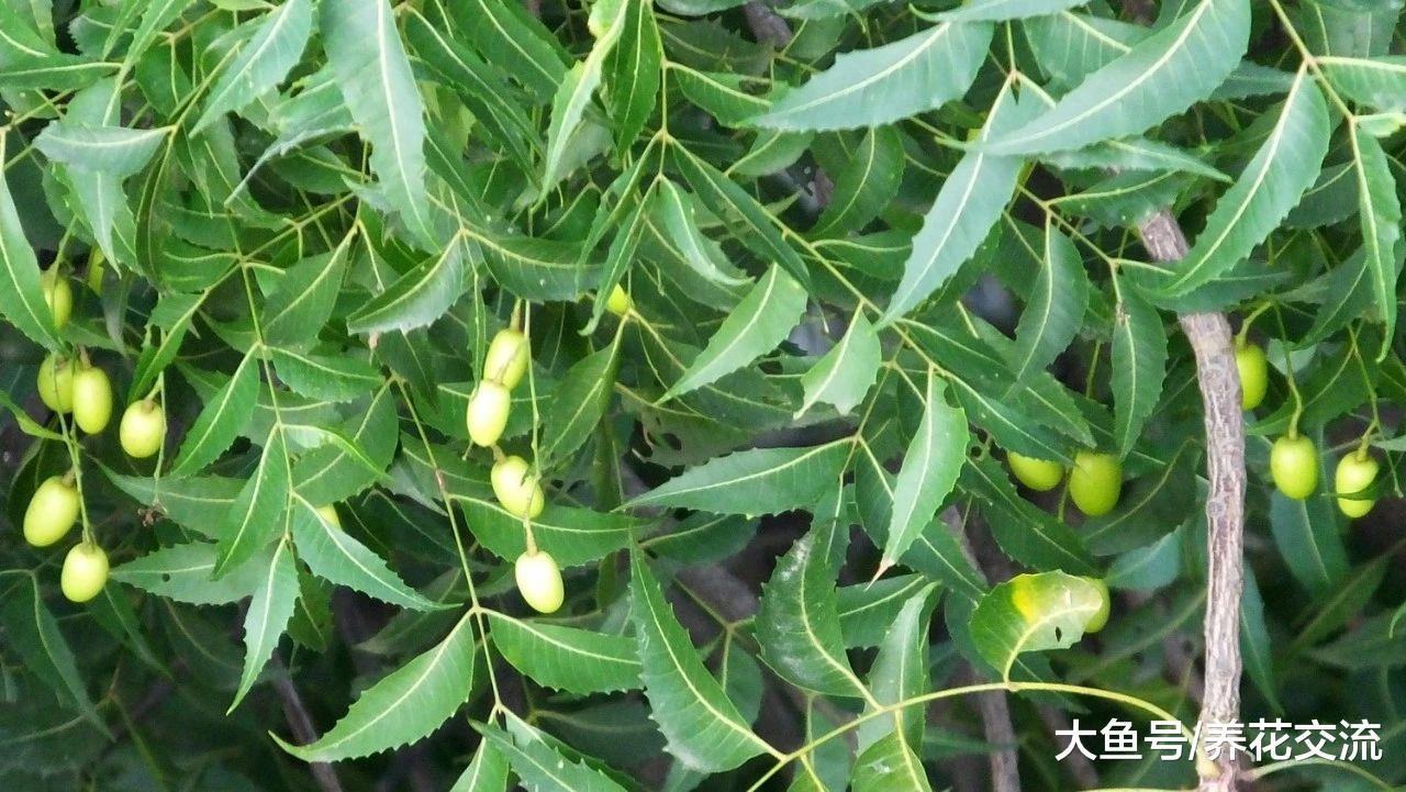 这种树的种子、树皮和叶子都可以用来杀虫, 在家里就可以制作