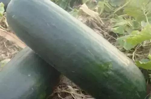 素有“夏季第一瓜”的居然是它! 利水消肿, 护心脏, 等于四味中药