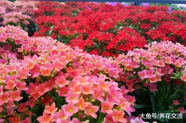几种开花特别迷人的植物, 特别适合养在院子里