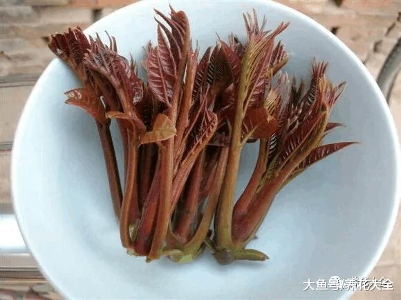 春天摘把它, 让你一年有“榆”钱, 舌尖感受“椿”天!