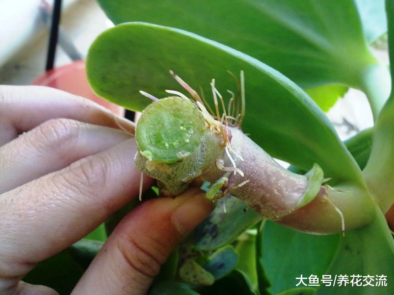 长寿花用枝条扦插的技巧, 摘下的叶子也能发芽, 养成爆盆的花卉