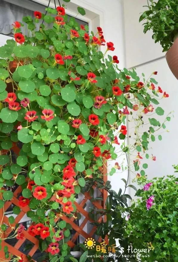 生活不如意的时候, 试着养盆花草, 找到其中乐趣!