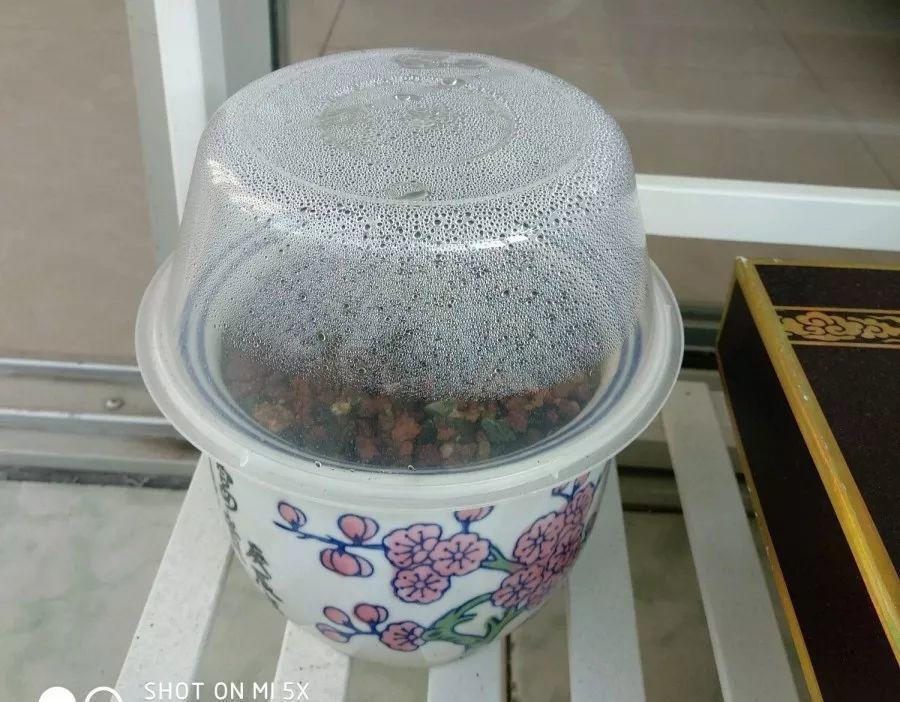 一降温叶子就干瘪? 塑料瓶扣在多肉上, 长得肥胖又水灵!