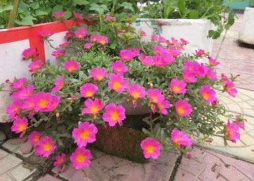 美到不行的吊兰花卉, 放在阳台上, 路上人都能往你家多看几眼!