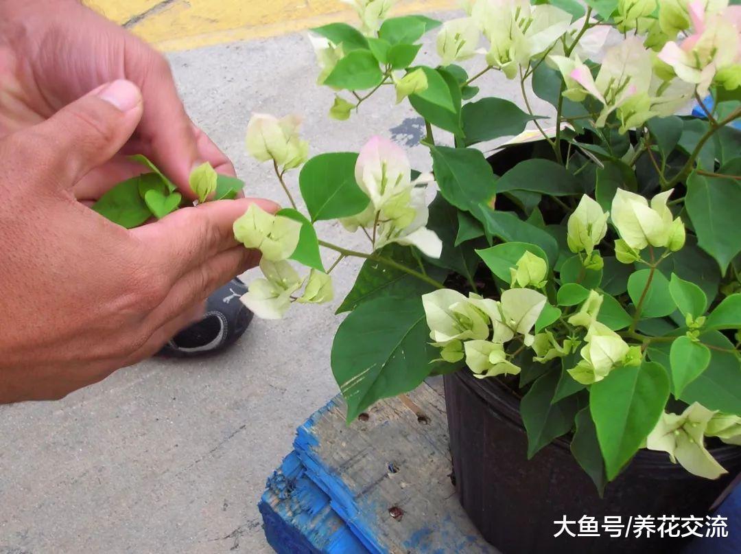 家里的三角梅不会修剪, 难怪花朵越开越少