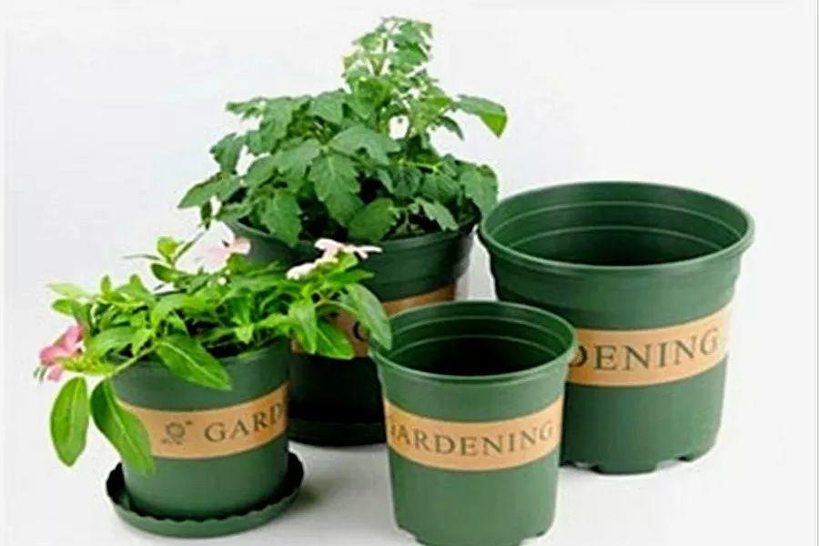 给花套个盆, 花开得比拳头大, 高温也能蹭蹭长!