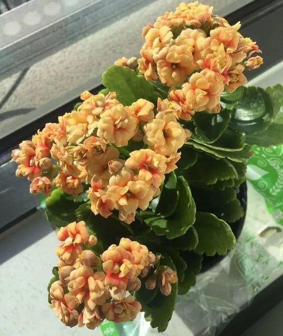 摘掉的叶子丢土里, 冒出一堆芽, 再也不用买花了!