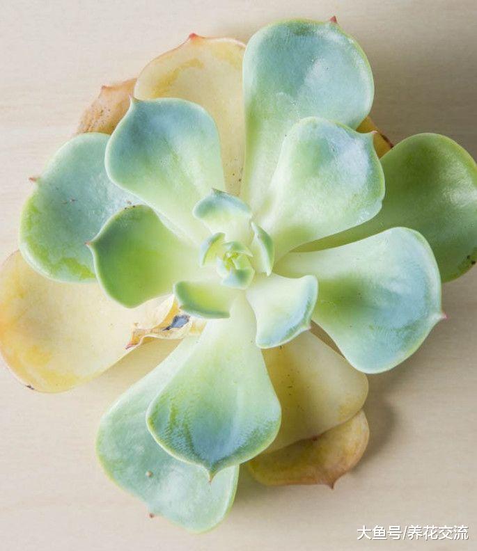 为什么说大部分朋友的多肉植物都是浇水过多淹死的呢?