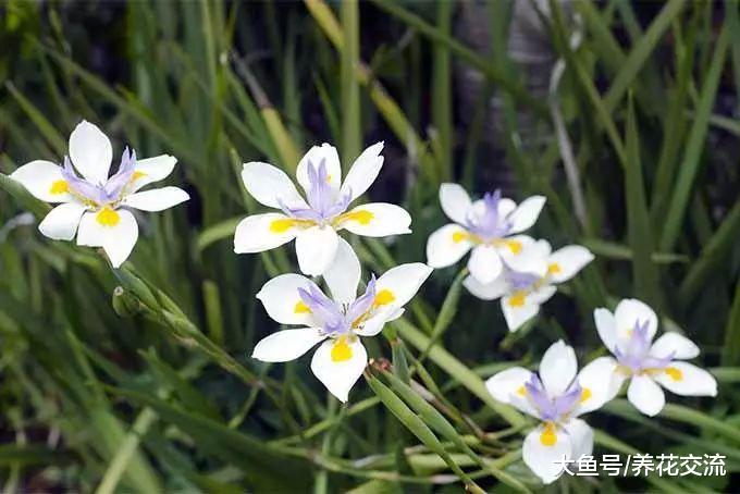 ?这6种开花植物都很适合种院子里, 每年都能开成一片花海