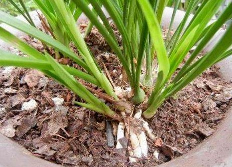 路边捡点“小玩意”, 回家开水煮煮, 养花肥效强不烂根!