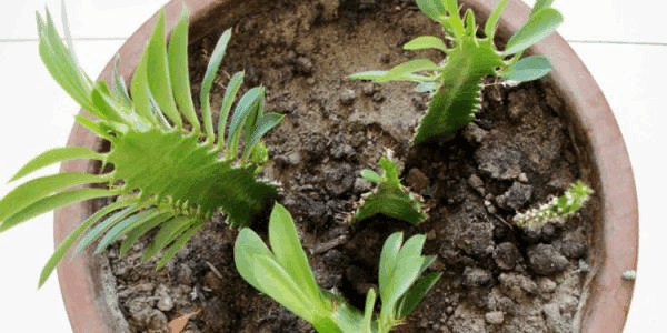 此植株是“吸尘器”, 甲醛污染全吸走, 能窜几米高!