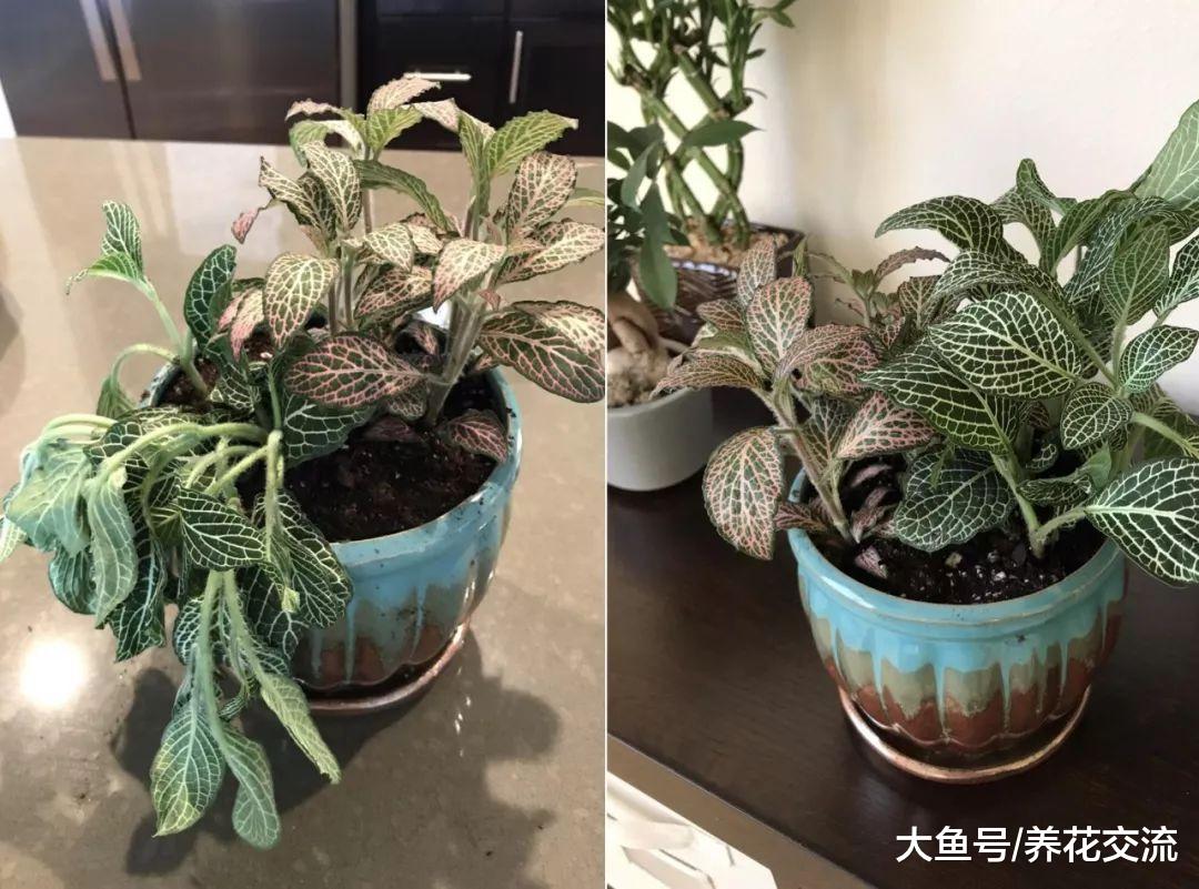 适合养阴凉处的网纹草, 作为办公室的桌面盆栽特容易养