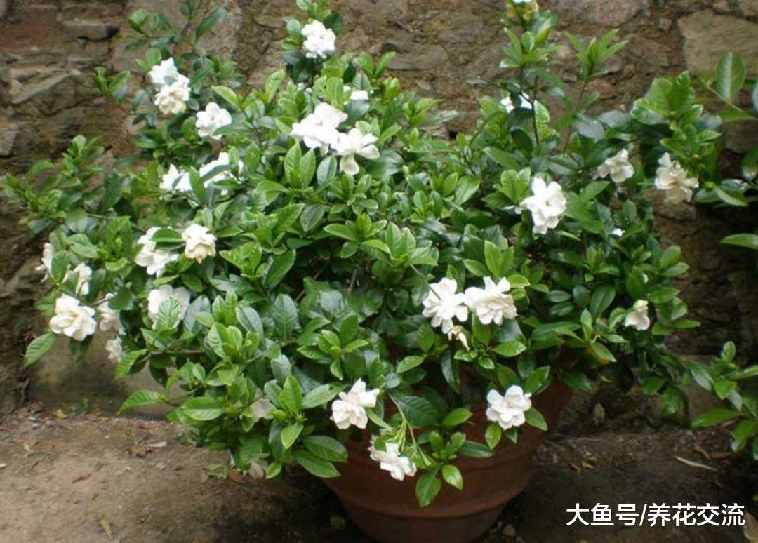 刚买没几天的栀子花为什么叶子开始发软, 盆栽养护有啥需要注意