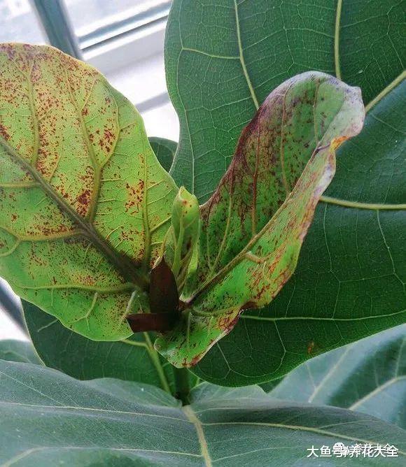 琴叶榕又长斑了? 学会这一招, 养的比绿萝还要好看!