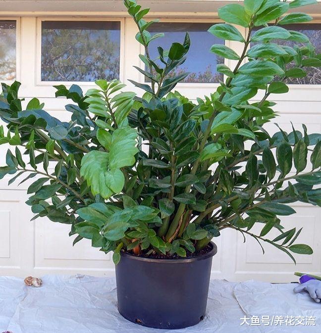 长了几年的金钱树盆栽, 一盆轻松变三盆