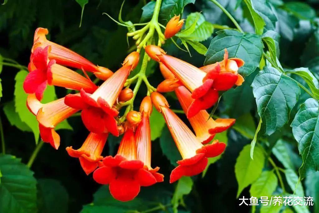 这九种让人惊叹的耐旱植物几乎不需要浇水, 养在院子能开满花朵