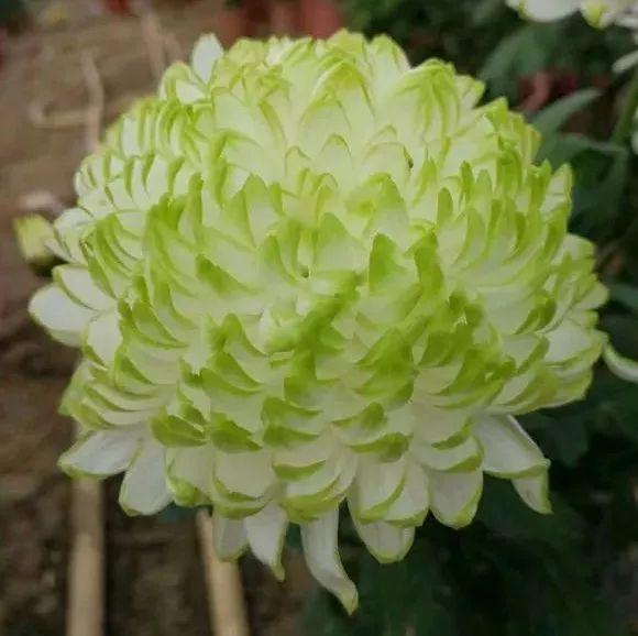 这50种菊花, 圆滚滚的还带爪子, 美的让人流口水!