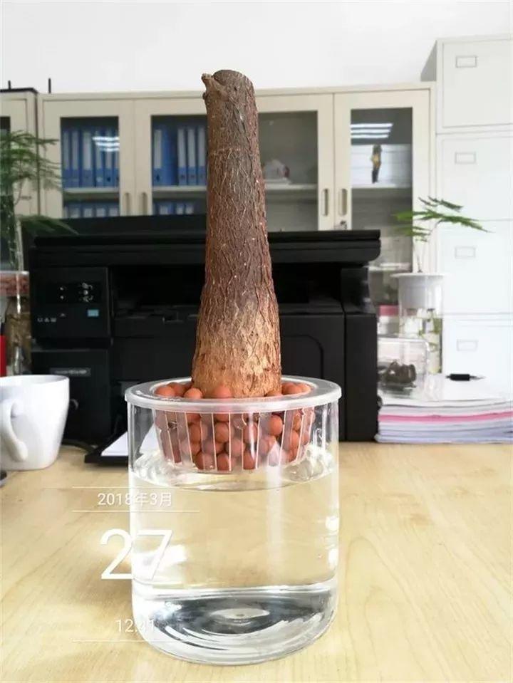 你扔花我捡花, 烂根的发财树砍一刀, 插水里就能活!