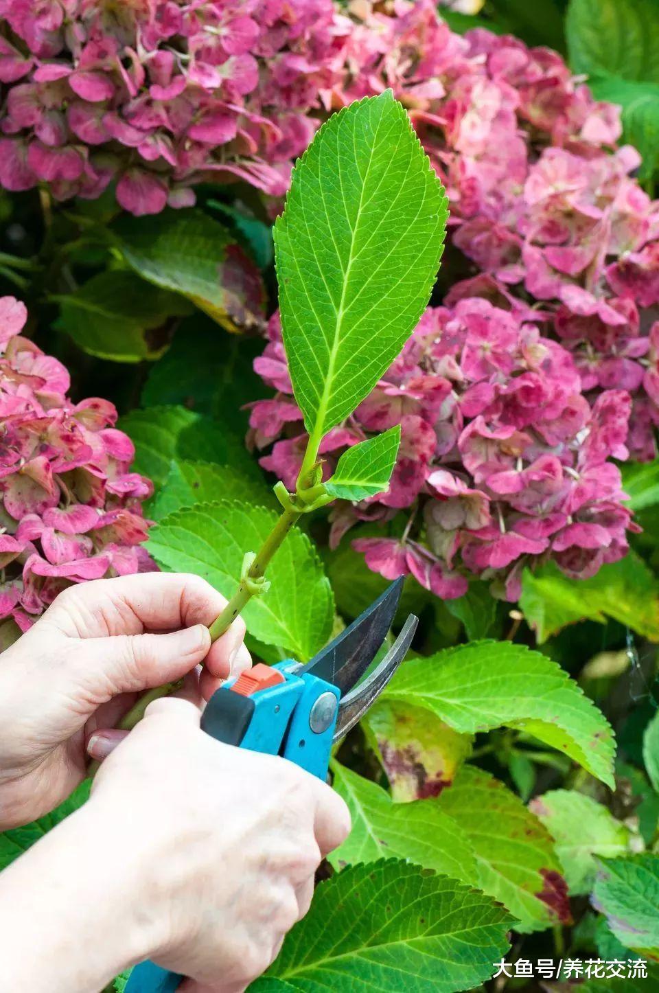 快速得到多盆绣球花, 只要掌握这种枝条扦插方法就行了