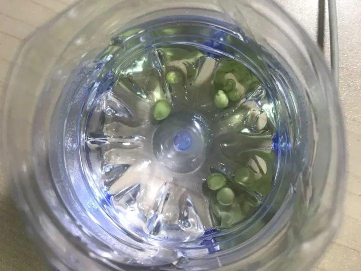 吃剩的龙眼核, 弟弟随手塞盆里, 冒出一片小森林!
