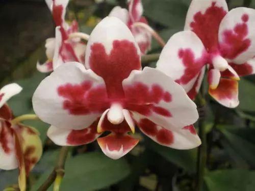 别再找养殖蝴蝶兰的“神奇药水”了, 科学养殖才能让它开花更美!