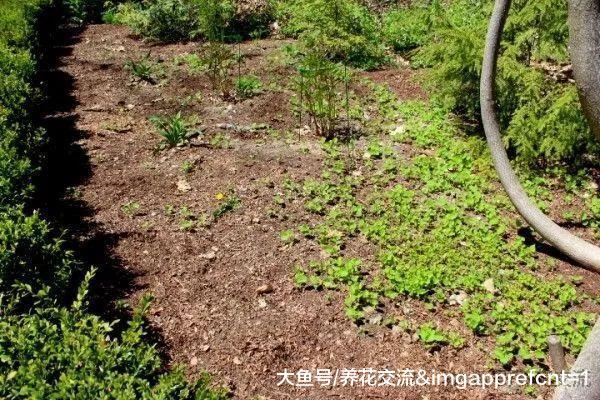 废弃的旧报纸铺在土面上有这么多好处, 让土壤肥沃、没杂草