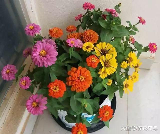 夏秋季节能够保持一直开花的十种植物, 阳光越多开花就越旺盛