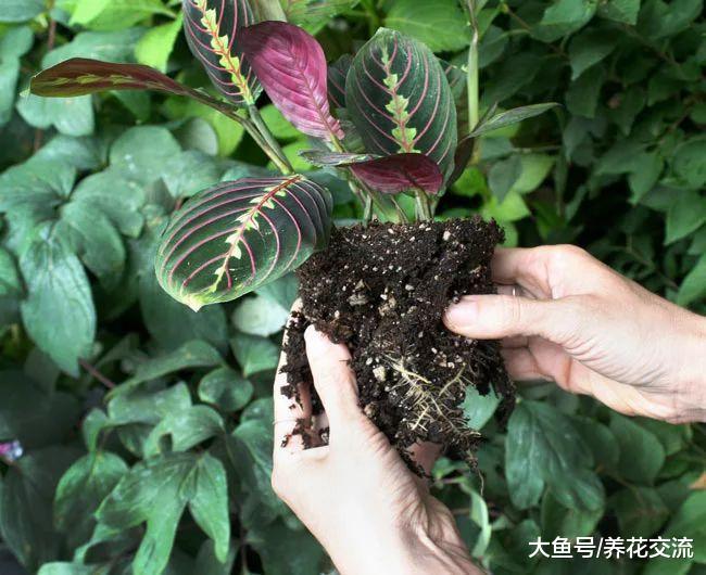 家里的盆栽植物换盆不注意关键技巧, 难怪移栽后长不好