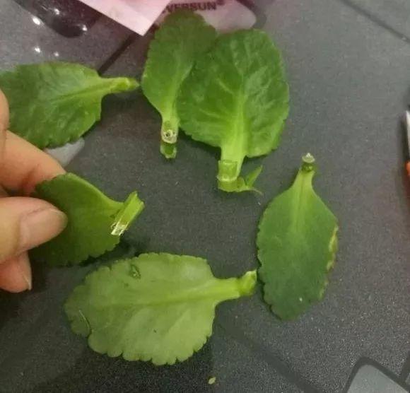 摘掉的叶子丢土里, 冒出一堆芽, 再也不用买花了!