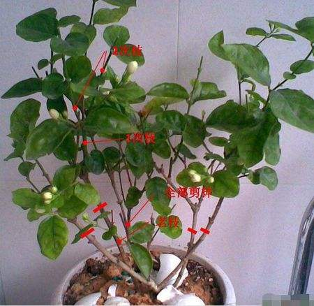 老花匠养花, 在冬天把这“4种”花剪一剪, 到了春天嫩芽呼呼冒!