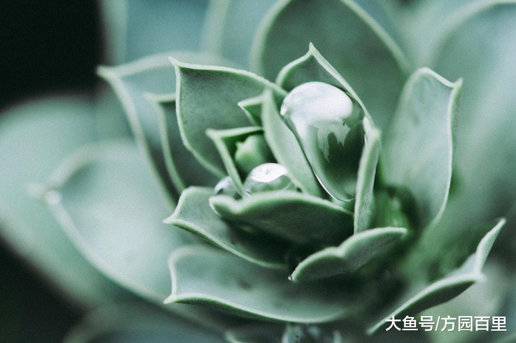 生长调节剂和肥料之间有什么区别吗?